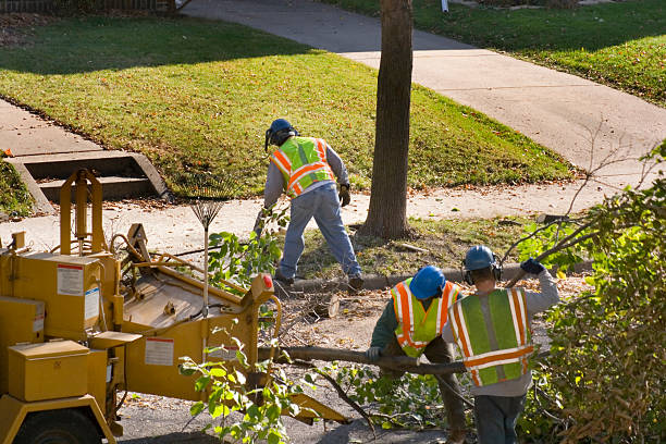 Tree Removal for Businesses in Martinsville, IL